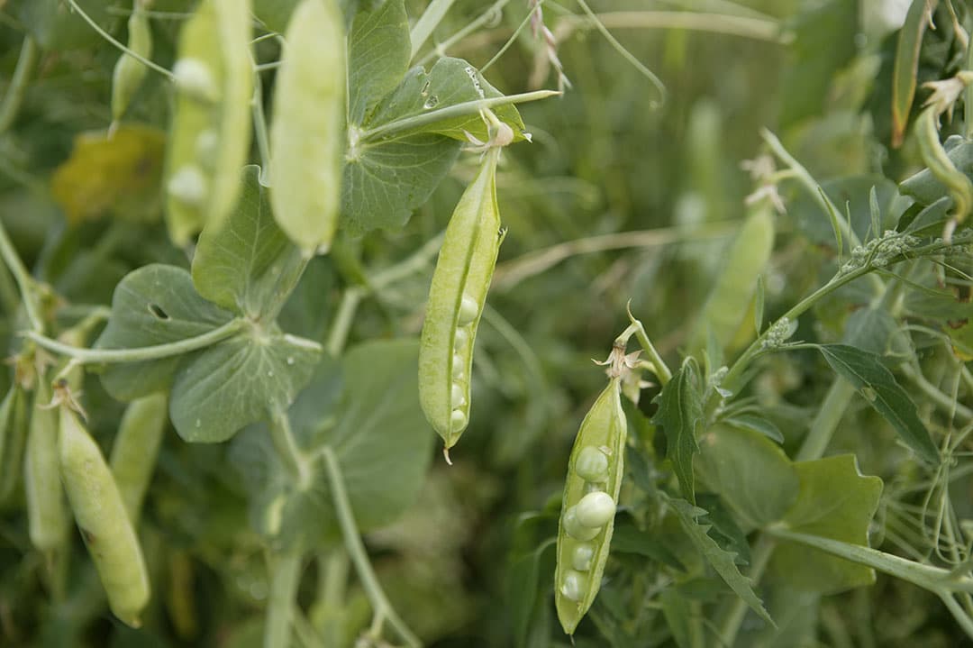 Er wordt al langer geëxperimenteerd met combinatieteelt erwten, zoals op deze foto met gras. Nu worden ook andere vlinderbloemigen ingezet. - Foto: Michel Zoeter