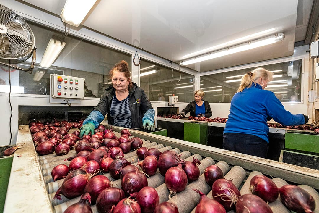 Kwaliteitscontrole in de leeskamer van Uienpoort. Het bedrijf richt zich vooral op rode uien. - Foto's: Ruud Ploeg