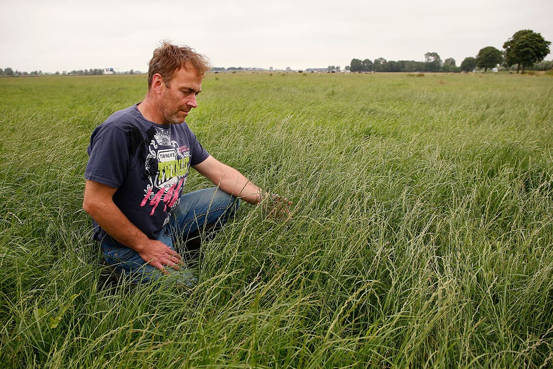 Door slechte maaiomstandigheden moet je soms wachten. Het gras kan dan wel schieten zoals op de foto goed zichtbaar. De voederwaarde neemt dan wel af door een lagere verteerbaarheid.