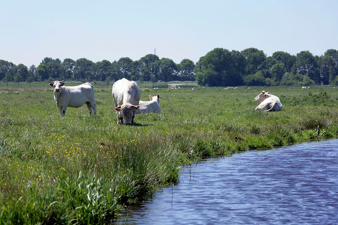 Controleer oppervlaktewater op geur, helderheid en kleur om een inschatting te maken van de geschiktheid als drinkwater voor vleesvee. De doe-het-zelf-test Kaderrichtlijn Water van LTO en WLR kan hierbij helpen. - Foto: Henk Riswick