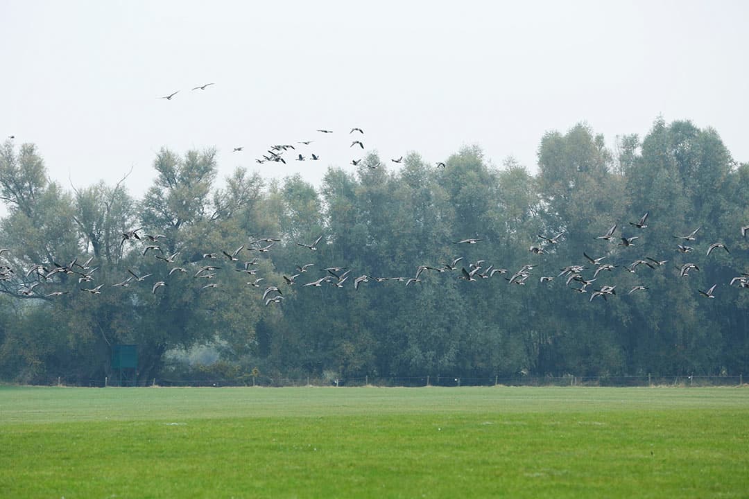 Foto: Henk Riswick