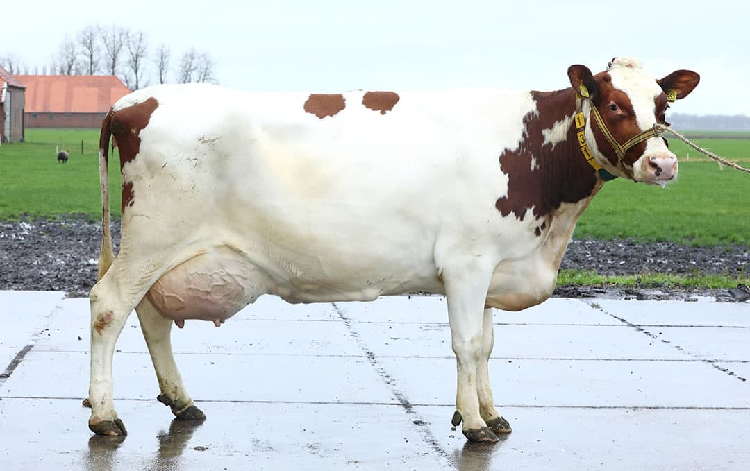 De 8 jarige Coba 150 (vader: Robeldo) heeft net haar 7e kalf gebracht. De lengte van het dier is opvallend en gemiddeld over alle lijsten heeft zij 5,44% vet en 4,05% eiwit. Er zijn twee zoons van haar aangehouden.