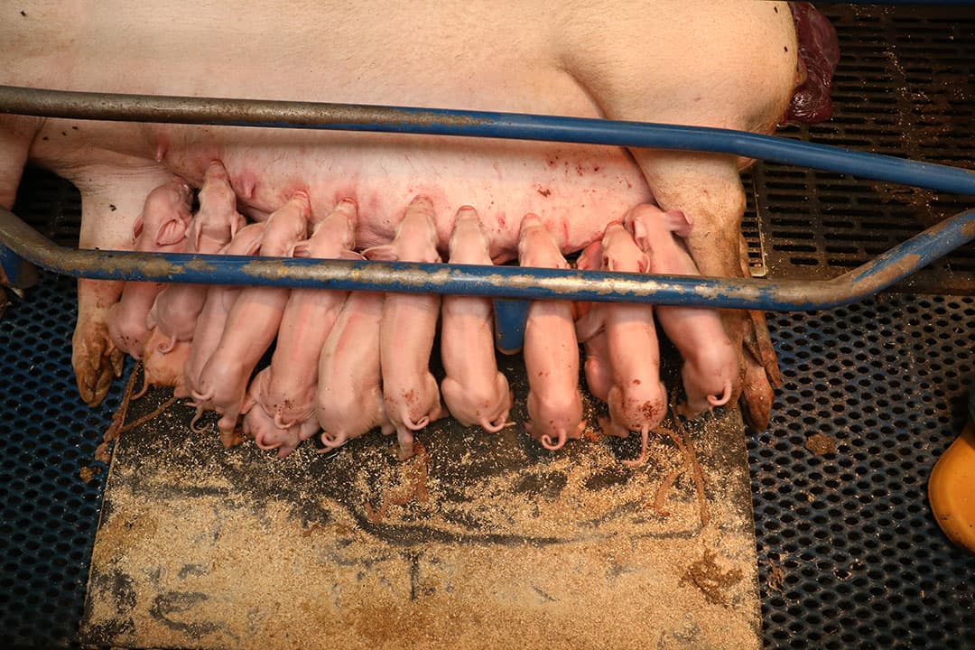 Een gezonde toom biggen aan het uier. Hoe meer biggen, hoe langer het geboorteproces duurt. Overweeg pijnstilling voor de zeug voor een verbeterde biestopname, opstart van lactatie en voeropname na het werpen. - Foto: Henk Riswick