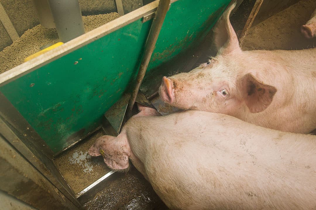 Vleesvarkens vreten uit de brijbak. - Foto: Peter Roek