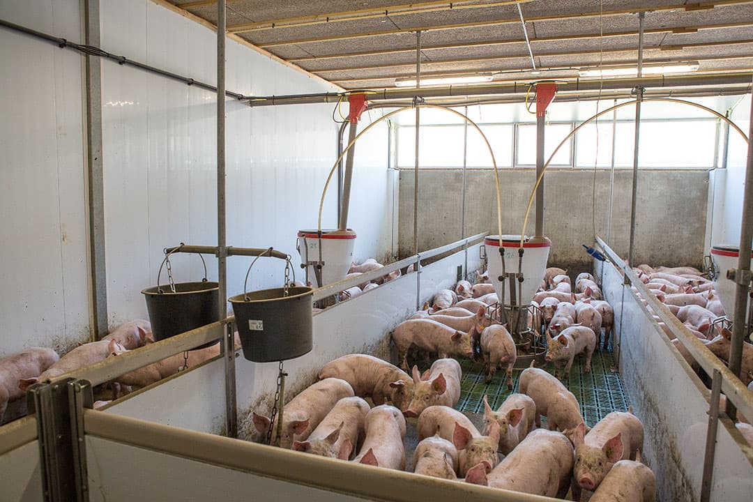 De opgewarmde lucht komt via een mineralenplafond in de afdeling. Keustermans ziet een gezond klimaat met weinig luchtwegproblemen. - Foto's: Peter Roek