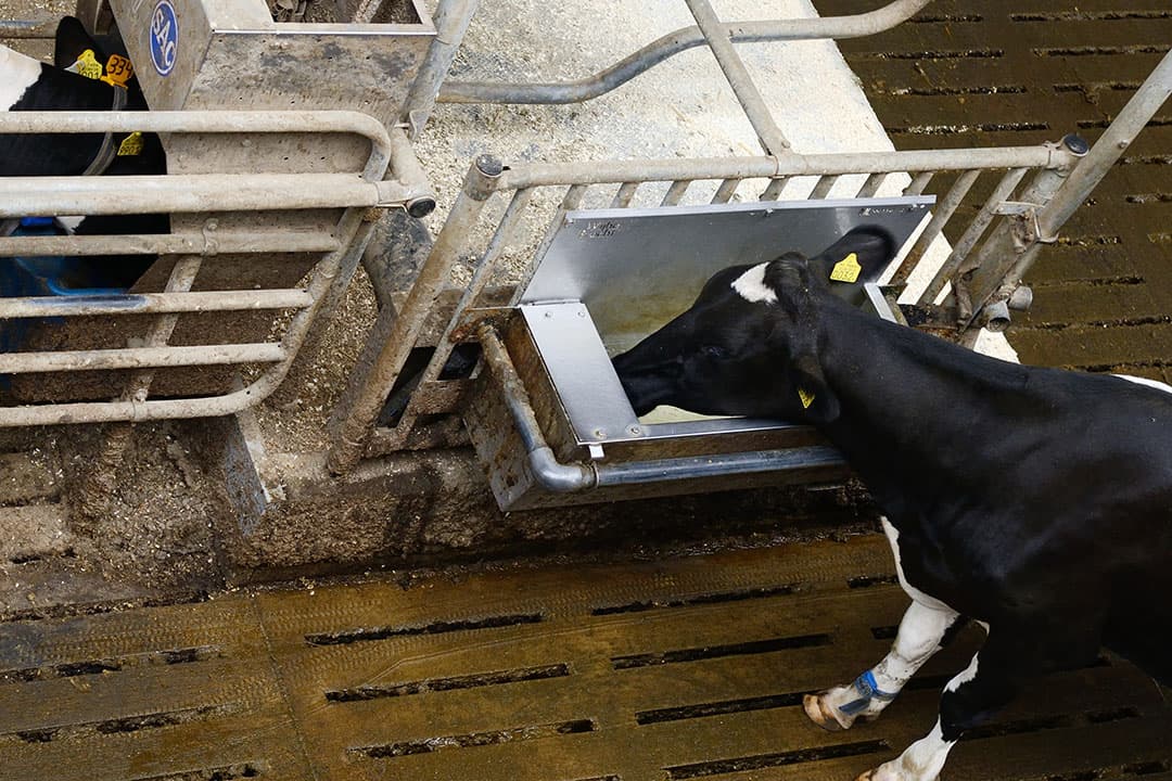 Een koe bij de waterbak. Schoon water is erg belangrijk in de koeienstal. - Foto: Frank Uijlenbroek