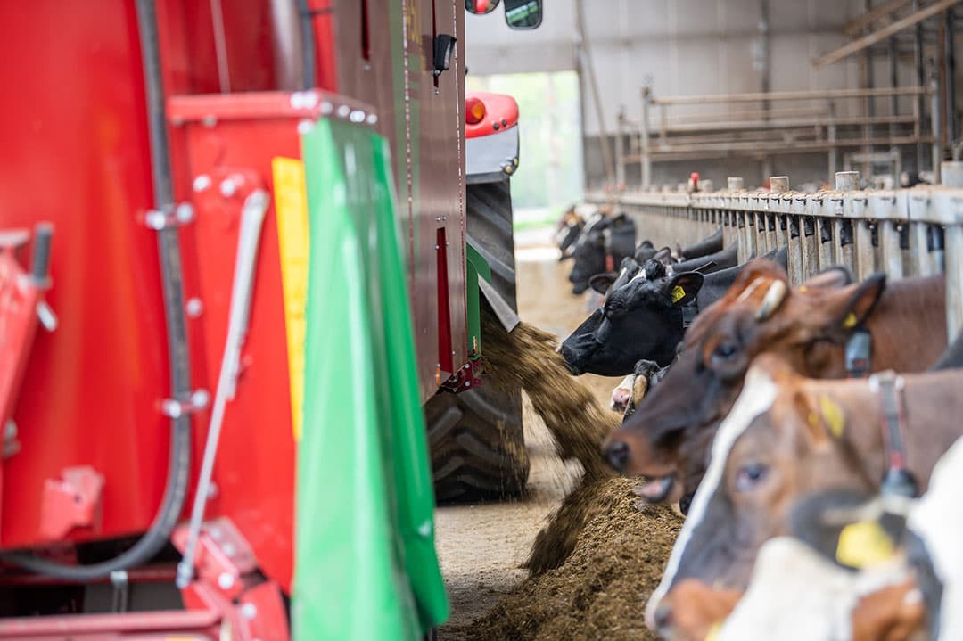 De meeste bedrijven beschikken over een voermengwagen waardoor ze in staat zijn een goed gemengd, hoogenergetisch rantsoen voor het voerhek te leggen. - Foto: Michel Velderman