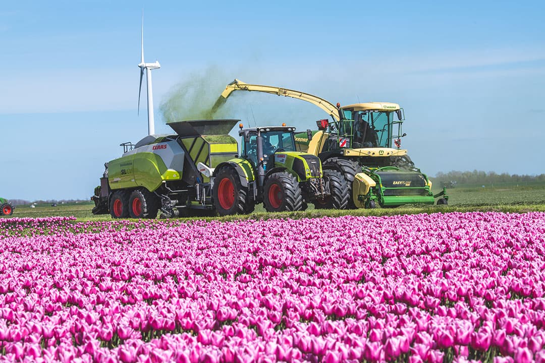 De eerste snee wordt gehakseld door loonbedrijf Bijker in Nijeveen, Drenthe. Op de voorgrond bloeien de tulpen. - Foto: Michel Velderman
