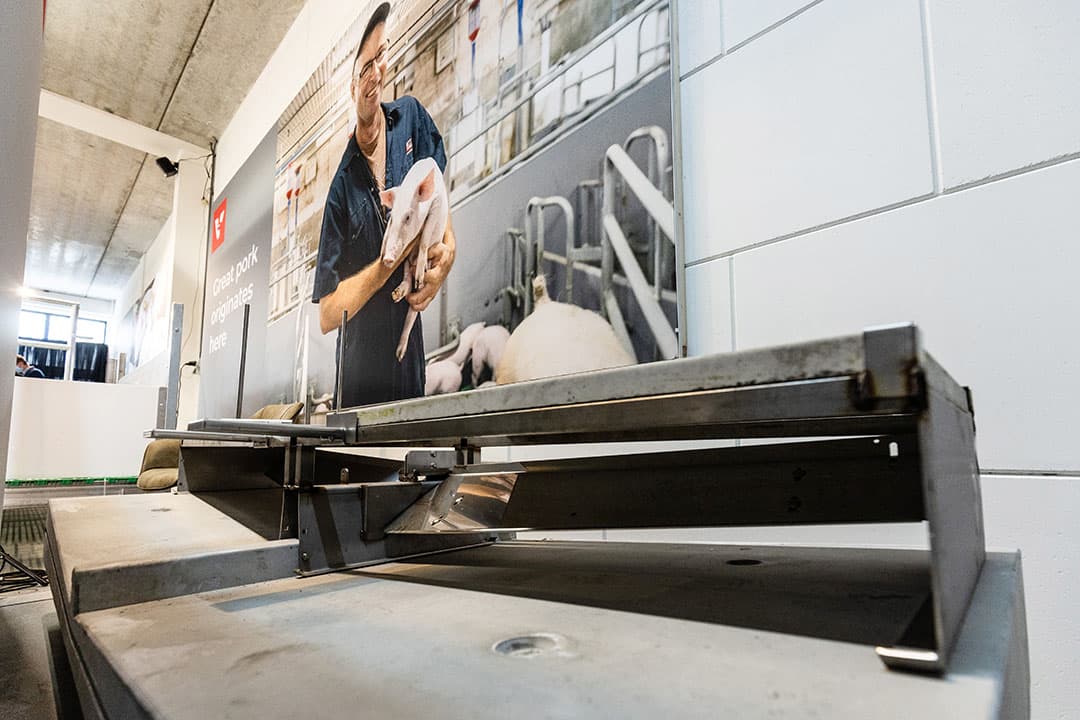 Een doorsnee van het Trac-systeem. De urine loopt omlaag richting het midden. De vaste delen worden meerdere keren per dag uit de stal geschoven. - Foto: Herbert Wiggerman