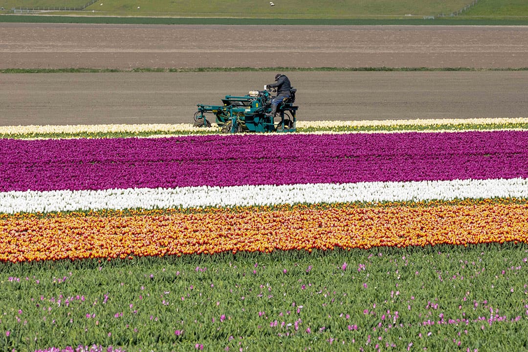 Even een kopje kleiner maken, de tulpen dan. De gekleurde banen tulpen worden zo een voor een weer groen in het Groningse Uithuizen. - Foto: Koos van der Spek