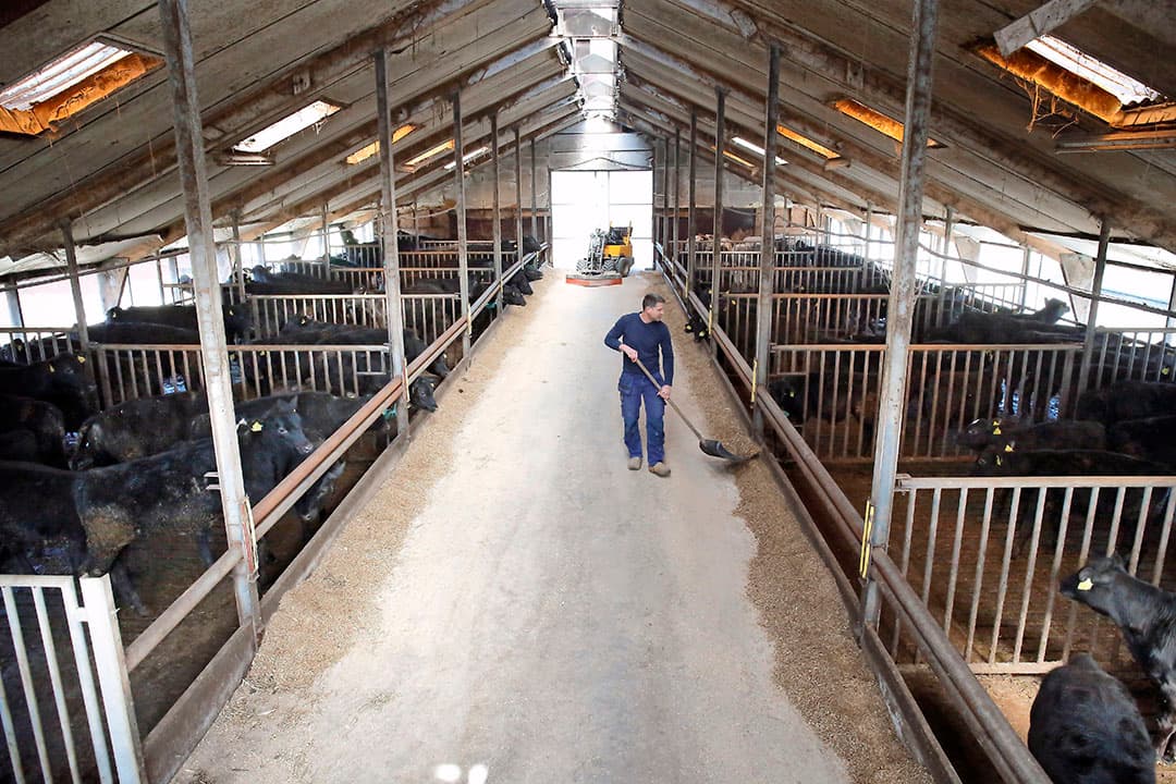 Den Ham, Erik Toeters Black Angus vleesvee.fotografie Hans Prinsen
