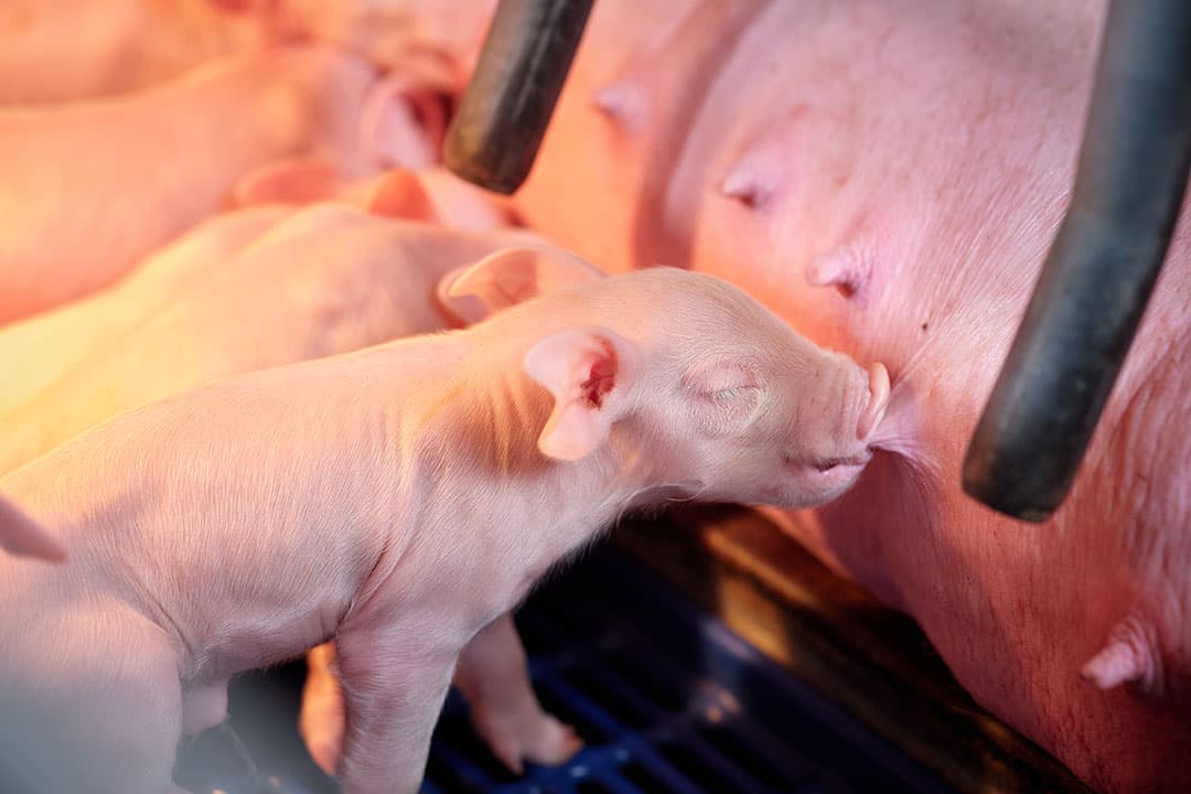 Bigvitaliteit blijft ook de komende jaren een belangrijk punt van onderzoek. - Foto: WUR
