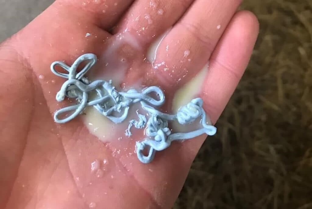 Na afkalven wordt de teatsealer handmatig verwijderd, dit ziet er zo uit. Foto: Boehringer Ingelheim