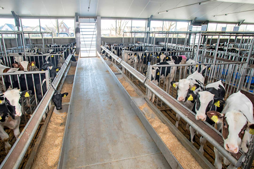 De kalveren kunnen niet op dezelfde plek vreten en drinken, zoals hier te zien is. De voertroggen en drinkemmers zijn aan verschillende zijdes van de hokken geplaatst. Ventileren over de voergang gebeurt alleen aan deze ruwvoerkant. Zo is er geen tocht aan de melkkant.