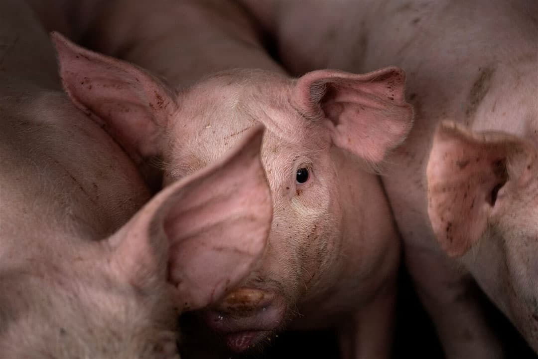 Varkens in een stal in Illinois, Verenigde Staten. - Foto: AFP