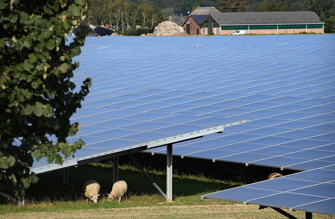 Schapen lopen te grazen onder zonnepanelen. - Foto: ANP