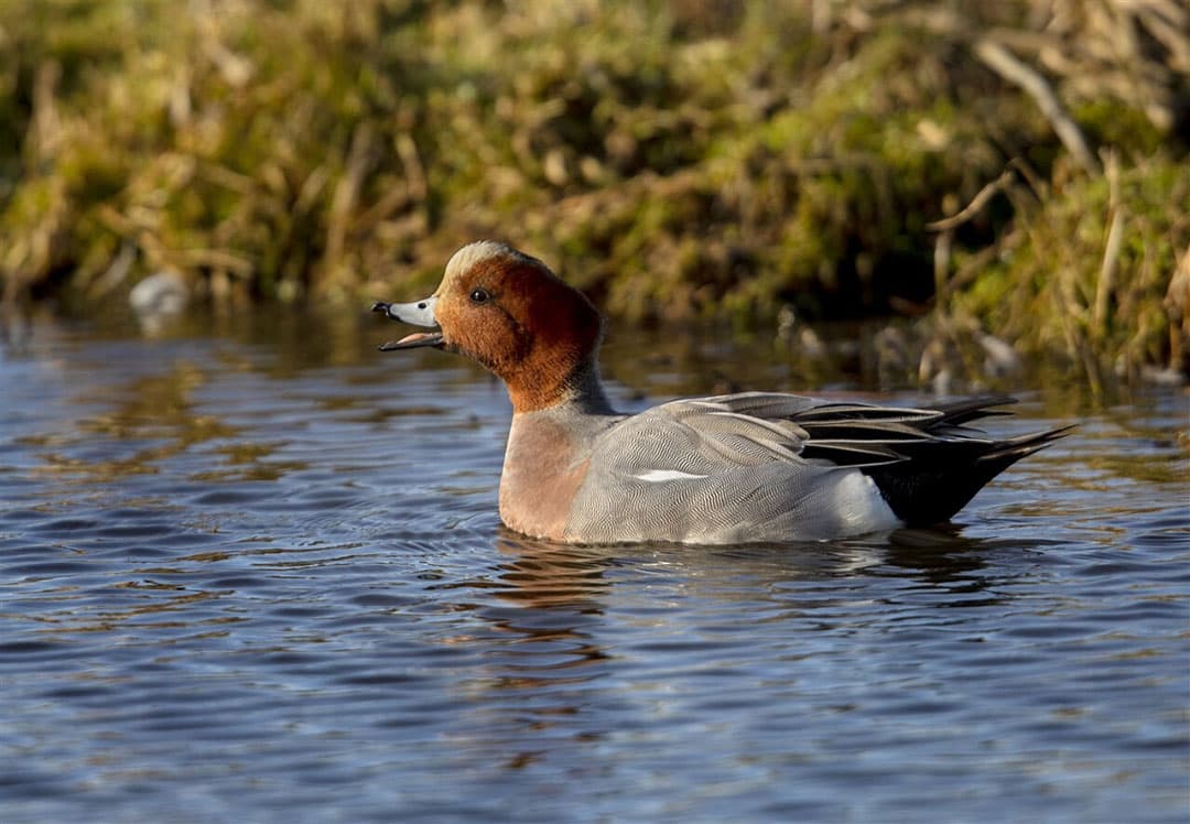 Foto: Sijmen Hendriks