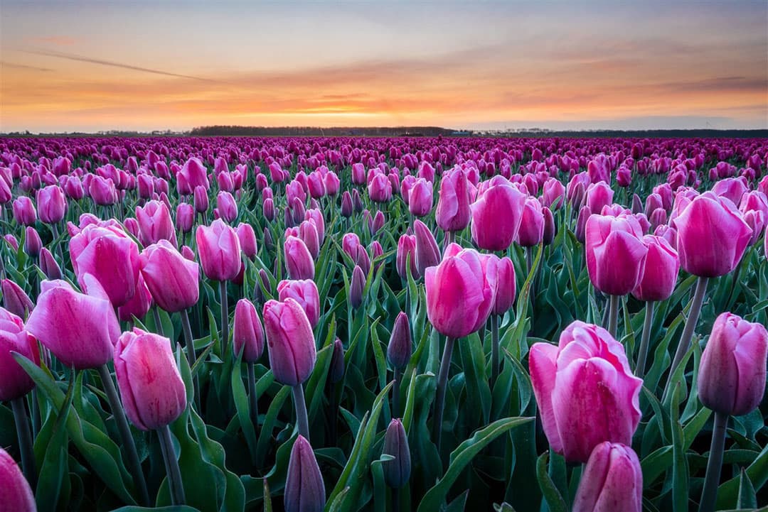 Het is weer tijd voor bloeiende tulpenvelden, zoals deze in het Zuid-Hollandse Zuid-Beijerland. Gecombineerd met de zonsopgang is het een droomplaatje. - Foto: ANP