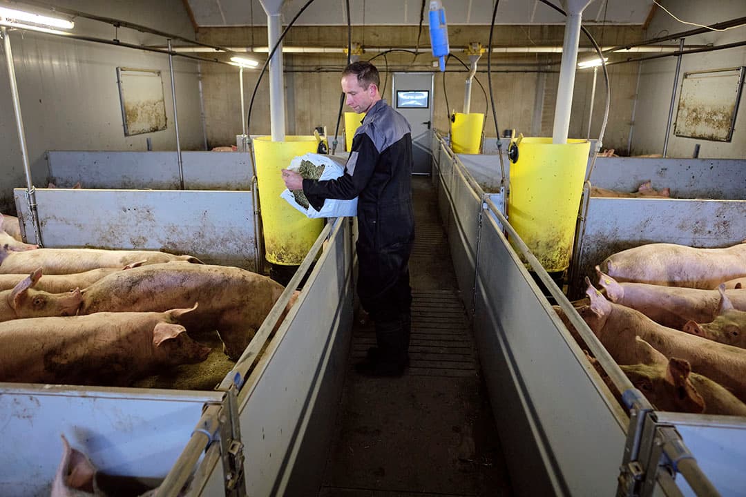 Een afdeling met Beter Leven-varkens. Het programma voor 1 ster varkensvlees bestaat meer dan tien jaar. - Foto: Roel Dijkstra