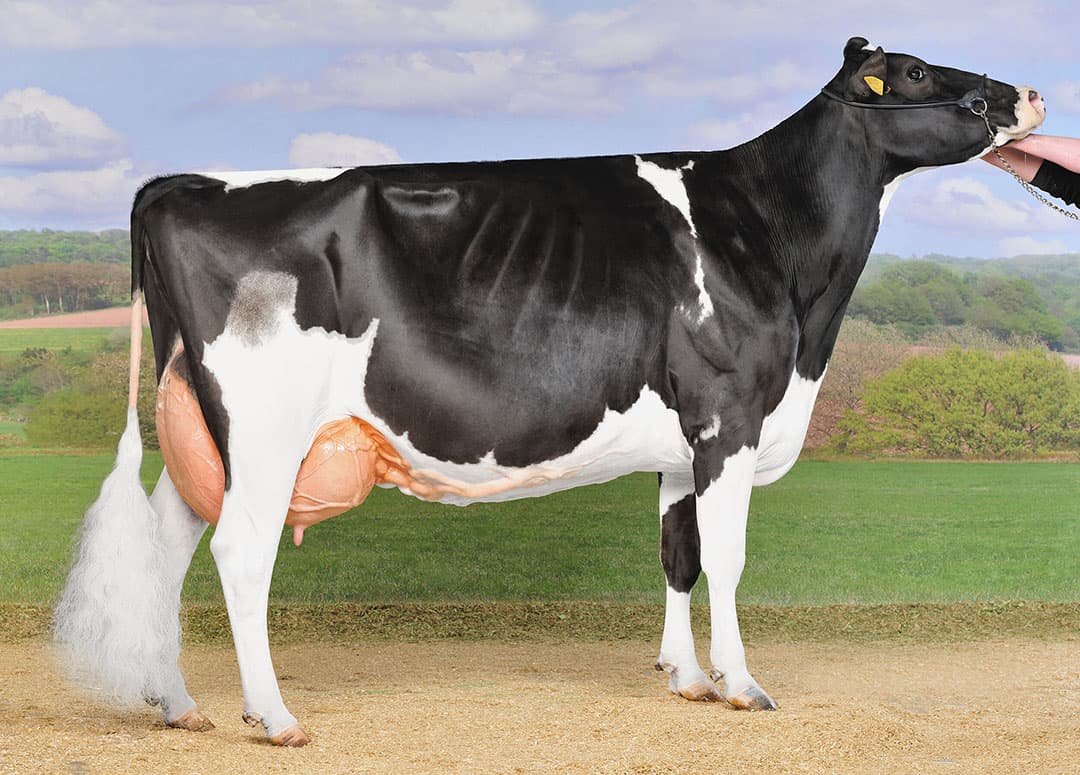 De excellente Idate (EX91) heeft ruim 118.014 kg melk met 4,12% vet en 3,54% eiwit op de teller staan. - Foto: Wolfhard Schulze