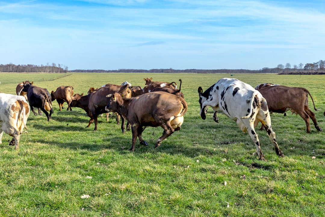 Koeien gaan in februari voor het eerst de wei in. Halvering van de veestapel heeft veel negatieve gevolgen, meent Han van Riel. - Foto: Ruud Ploeg