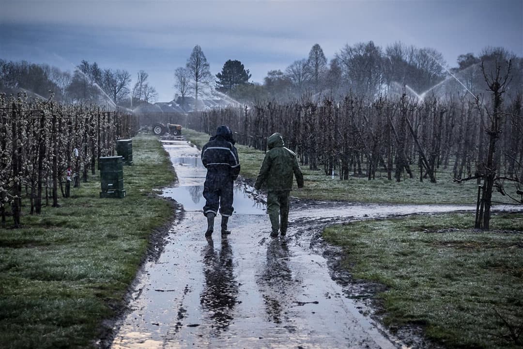 In regenpak door de boomgaard. En niet omdat het regent, maar omdat de sproeiinstallaties aan staan vanwege de vorst. De afgelopen week heeft het een aantal nachten gevroren, dus moeten de knoppen beschermd worden tegen vorstschade. - Foto: ANP