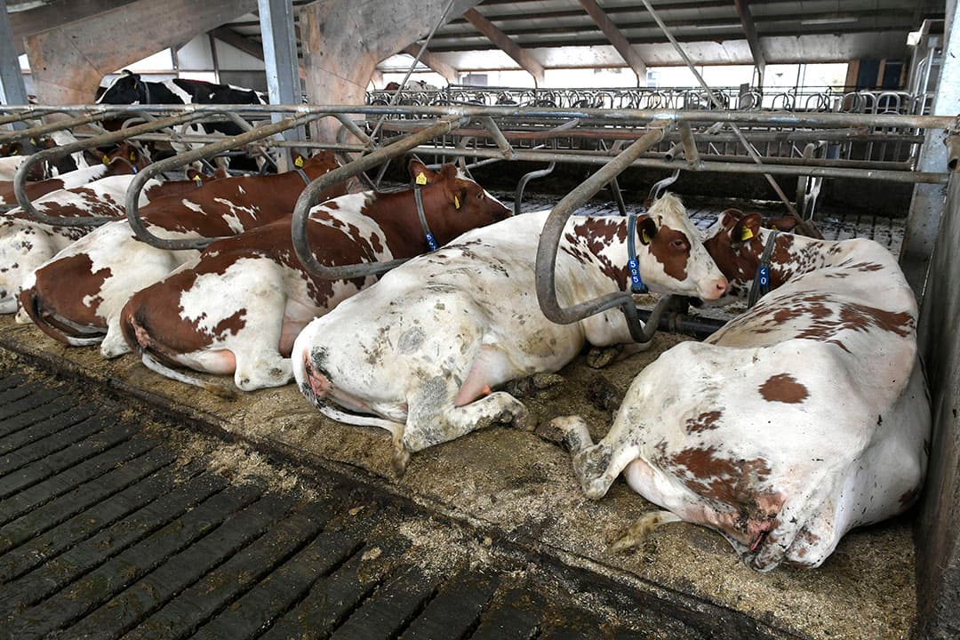 In februari meldde demissionair minister van landbouw Carola Schouten dat er 85,4 miljoen fosfaatrechten op de markt waren, waarvan ruim 84,7 miljoen bij melkveehouders en 700.000 kilo bij de vleesveehouders. - Foto: Fotopersbureau Dijkstra