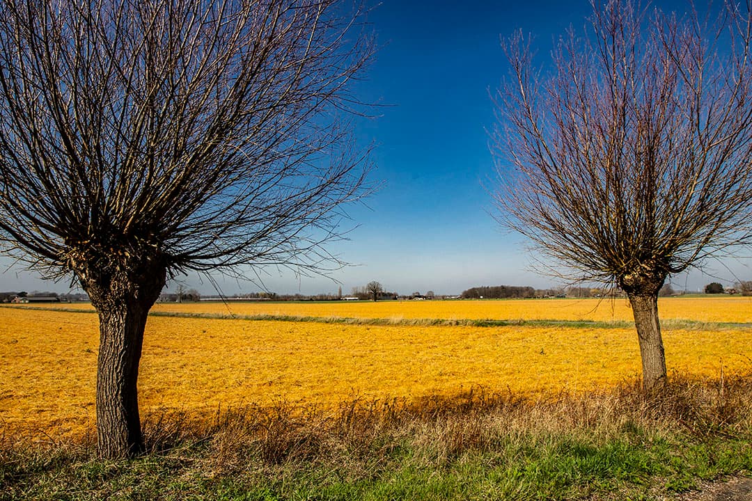 Foto: Ronald Hissink