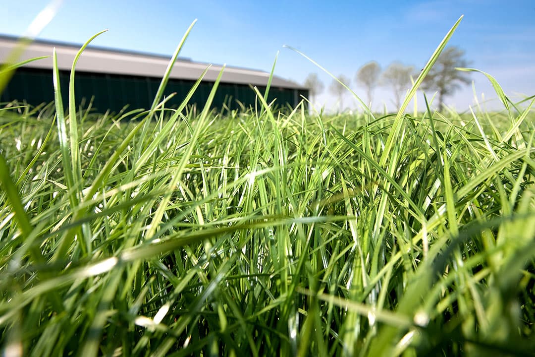 Ondanks de kou hebben vroeg bemeste percelen al aardig gras. De kwaliteit is hoog. Advies is niet te lang te wachten met maaien. - Foto: Ronald Hissink