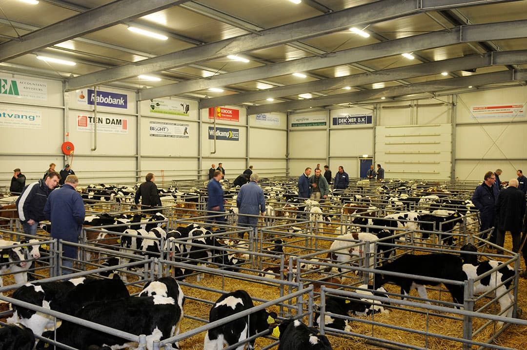 De kalvermarkt in Purmerend. - Foto: Fotostudio Wick Natzijl