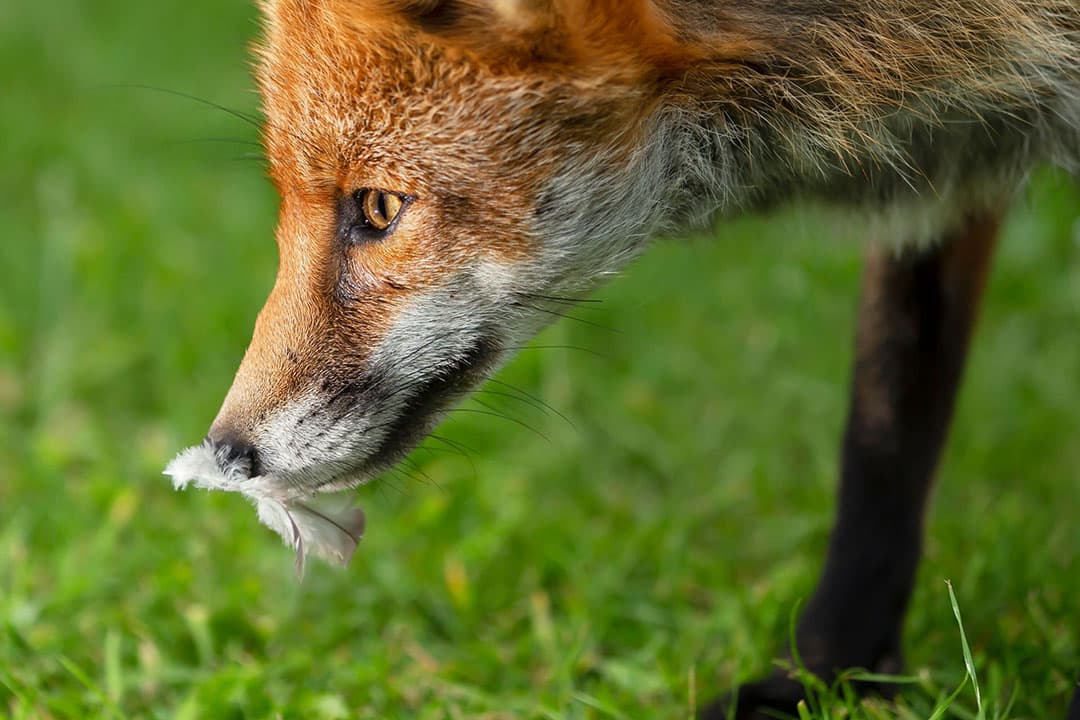 Predatie is een belangrijke oorzaak van de achteruitgang van de weidevogelstand. - Foto: Canva