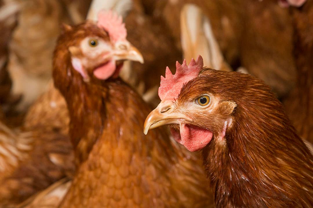 De ophokplicht voor pluimvee wordt voorlopig niet opgeheven. - Foto: Koos Groenewold