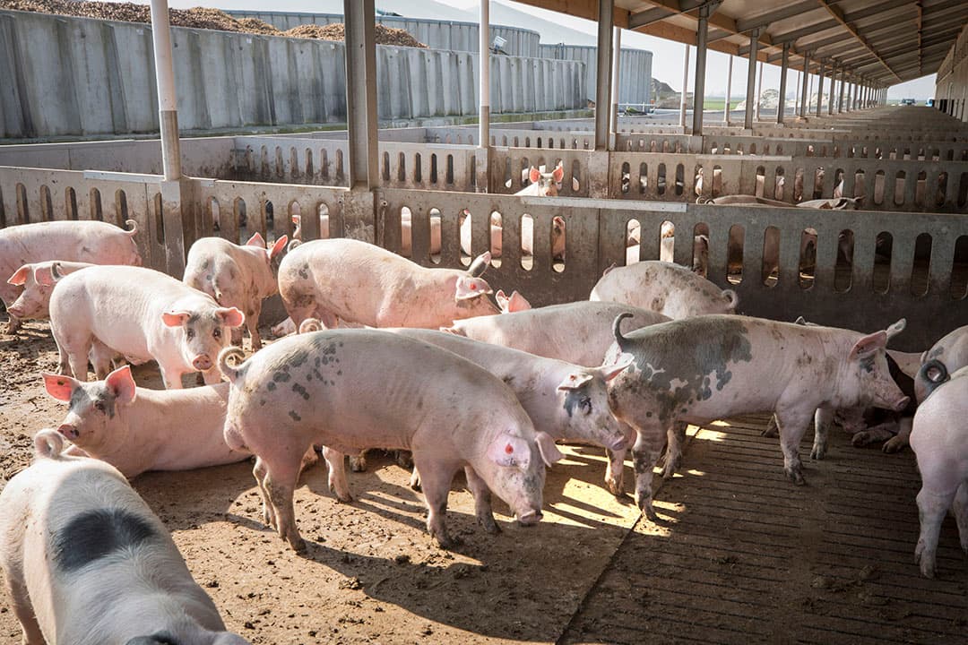 De Hamletz-varkens hebben een overdekte uitloop. - Foto: Koos Groenewold