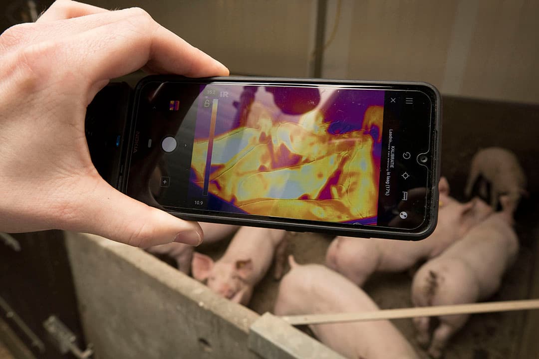 Warmtebeeld van hok vleesvarkens. In kraamhokken toepasbaar als controle van verwarming. - Foto: Koos Groenewold