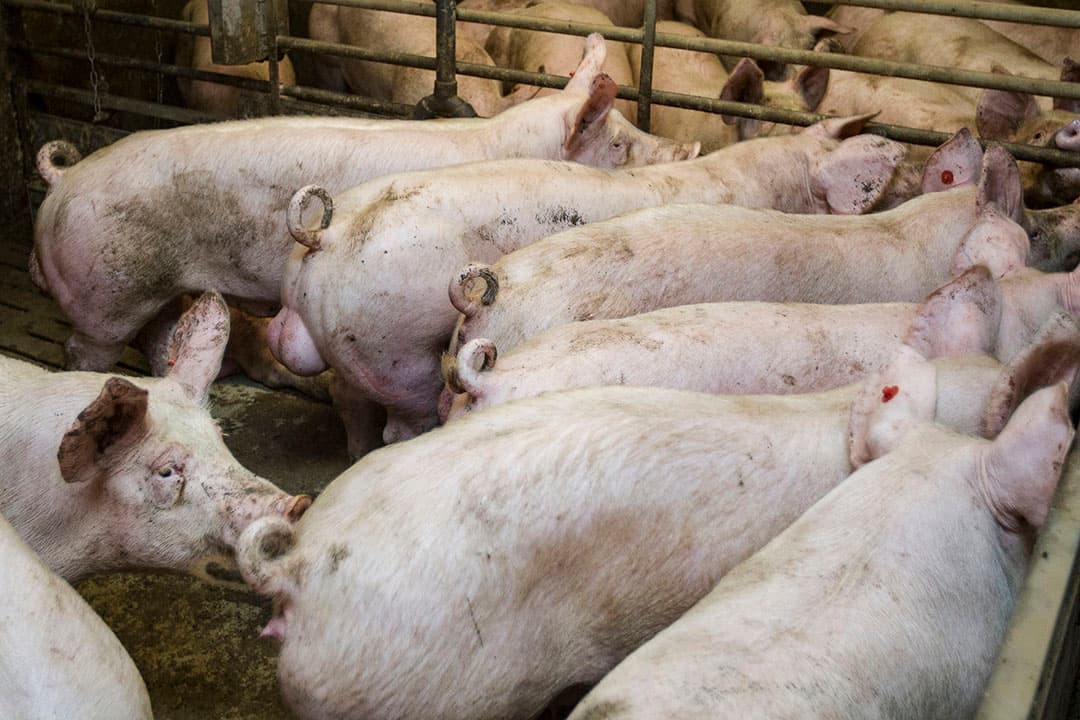 De Coalitie Vitale Varkenshouderij pleit voor een totale aanpak van zaken op gebied van diergezondheid en welzijn. Een onderdeel daarvan zijn intacte staarten. - Foto: Ronald Hissink