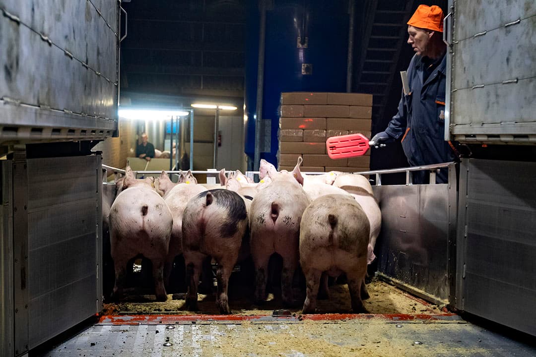 Het laden van vleesvarkens voor transport naar de slachterij. - Foto: Ronald Hissink