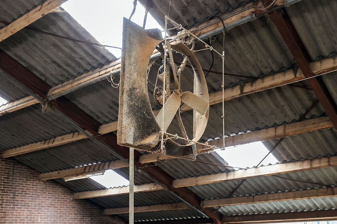 Bij de droge koeien en het jongvee heeft Wilco verneveling om de ventilator gemonteerd.