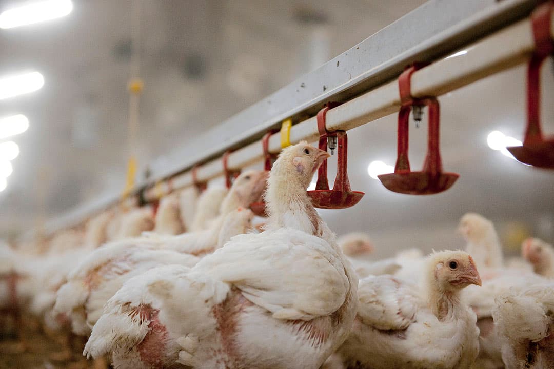 Met de ‘plofkip’ heeft Wakker Dier een negatief beeld van (de houderij van) vleeskuikens opgeroepen. Het leidde tot een overstap naar trager groeiende rassen. - Foto: Mark Pasveer