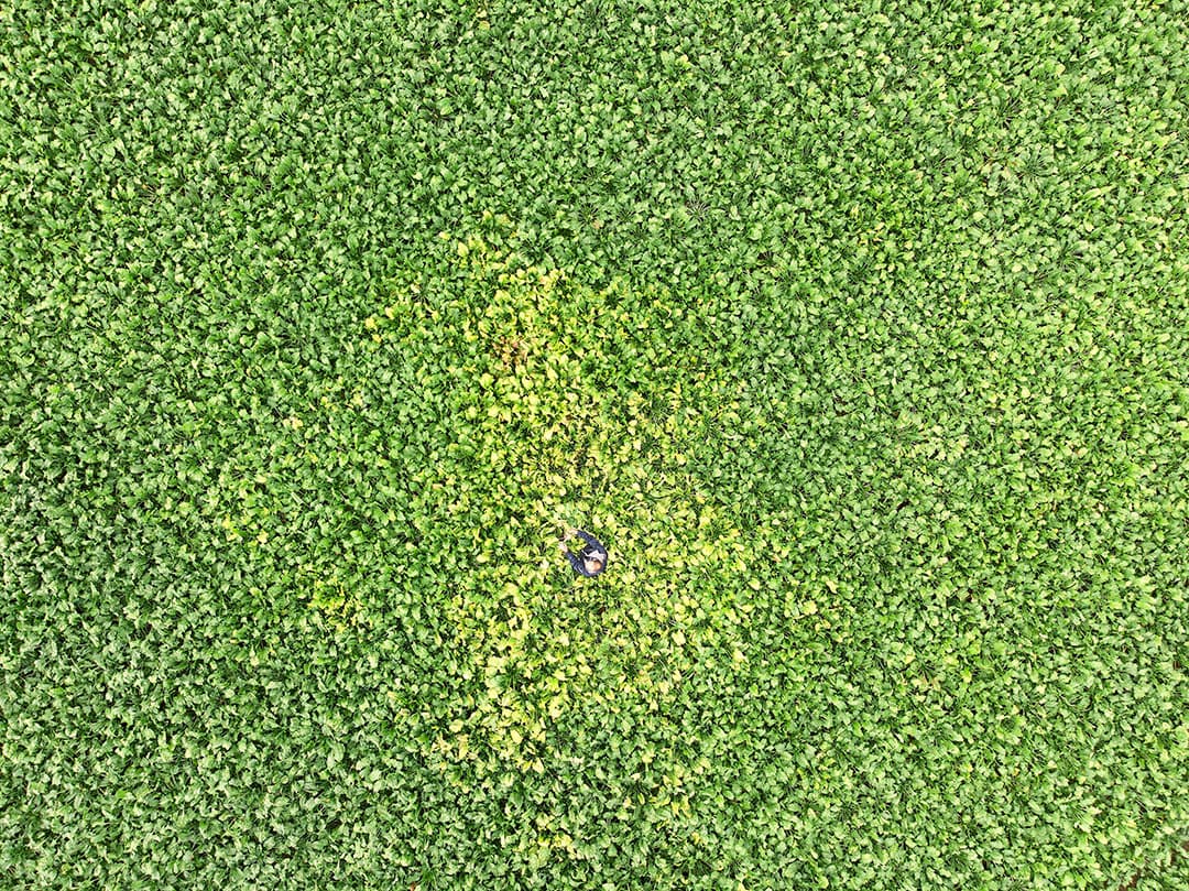Vanuit de lucht is te zien dat een besmetting met vergelingsziekte een flink deel van de bieten kan aantasten. Deze foto is in september 2019 genomen in de Noordoostpolder. - Foto: Mark Pasveer