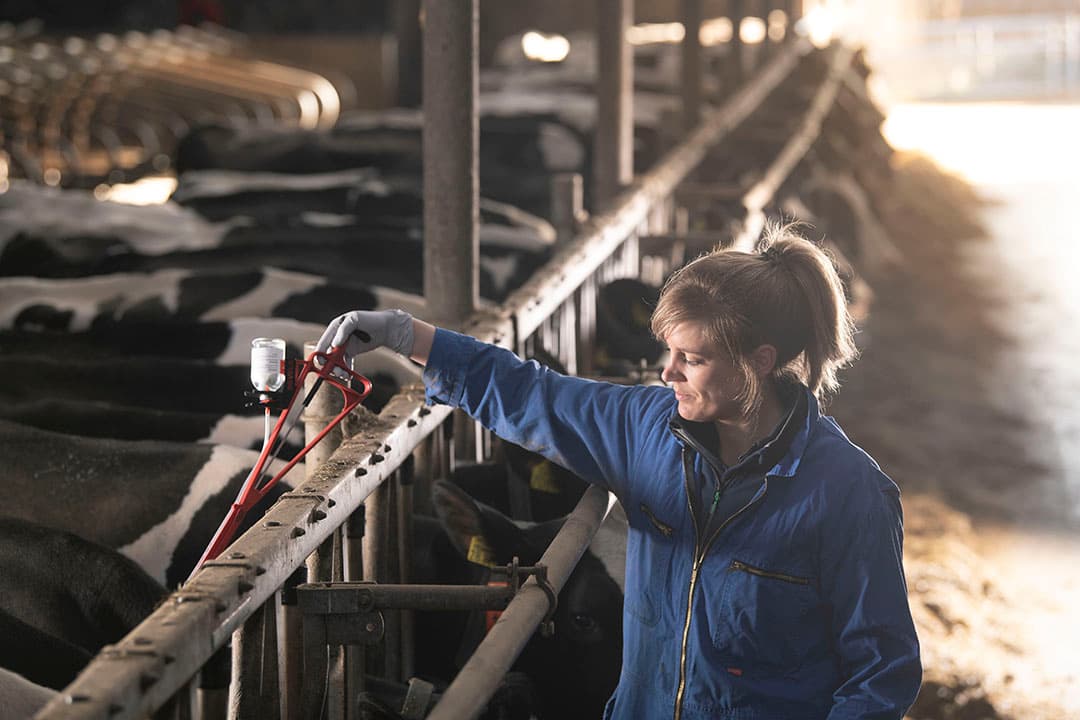 Rundveedierenarts Judith Gooijer van Dierenartspraktijk Dokkum vaccineert koeien op een melkveebedrijf tegen IBR. - Foto: Mark Pasveer
