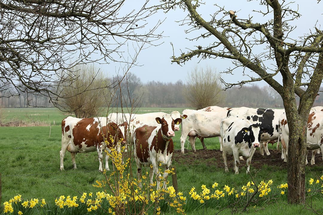 Foto: Henk Riswick