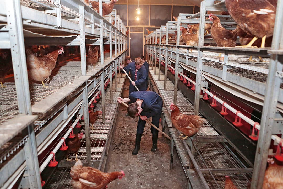 Leerlingen van Aeres Barneveld verwijderen mest uit een kippenstal met fipronil in 2017. - Foto: Ton Kastermans Fotografie