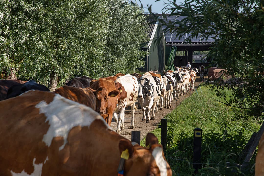 Het is voor het Collectief Praktiserende Dierenartsen niet helder hoe het staat met de gegevensbescherming in de zuivelsector. - Foto: Herbert Wiggerman
