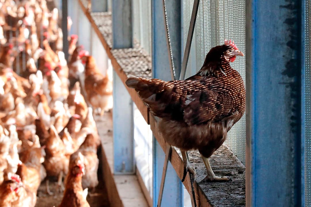 De Nederlandse pluimveehouderij vraagt om ook te overdekte uitloop te erkennen als alternatief voor de buitenuitloop, bij een ophokplicht. - Foto: Bert Jansen