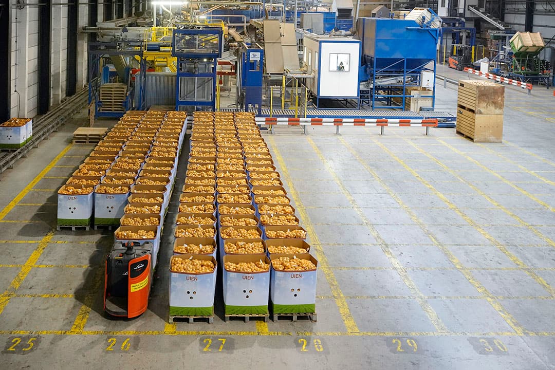 Uien staan klaar voor export. - Foto: Ruud Ploeg