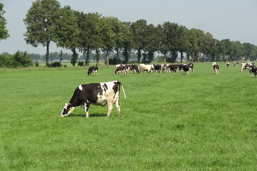 In goed gras zit meer energie, meer eiwit en meer structuur dan in onkruid. - Foto: Corteva Agriscience