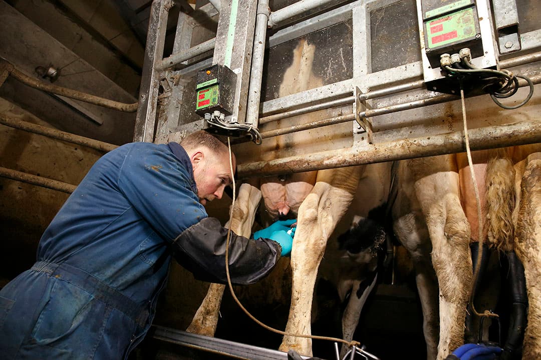 Melkveehouder Mark Wenneger in de melkstal. - Foto: Hans Prinsen