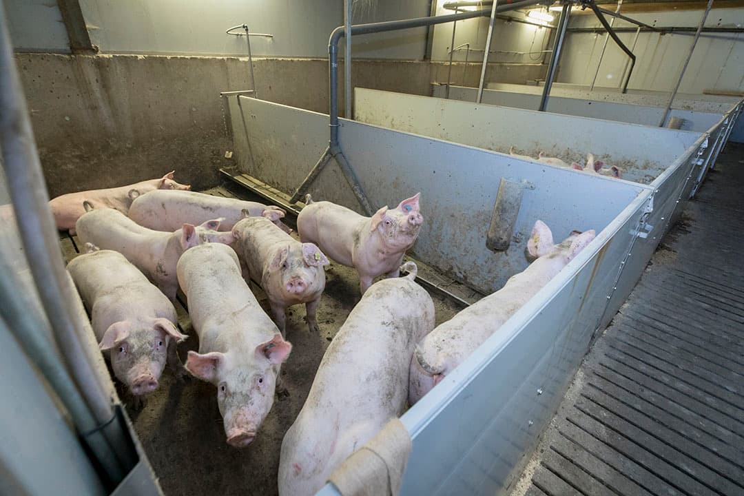 Foto: Koos Groenewold