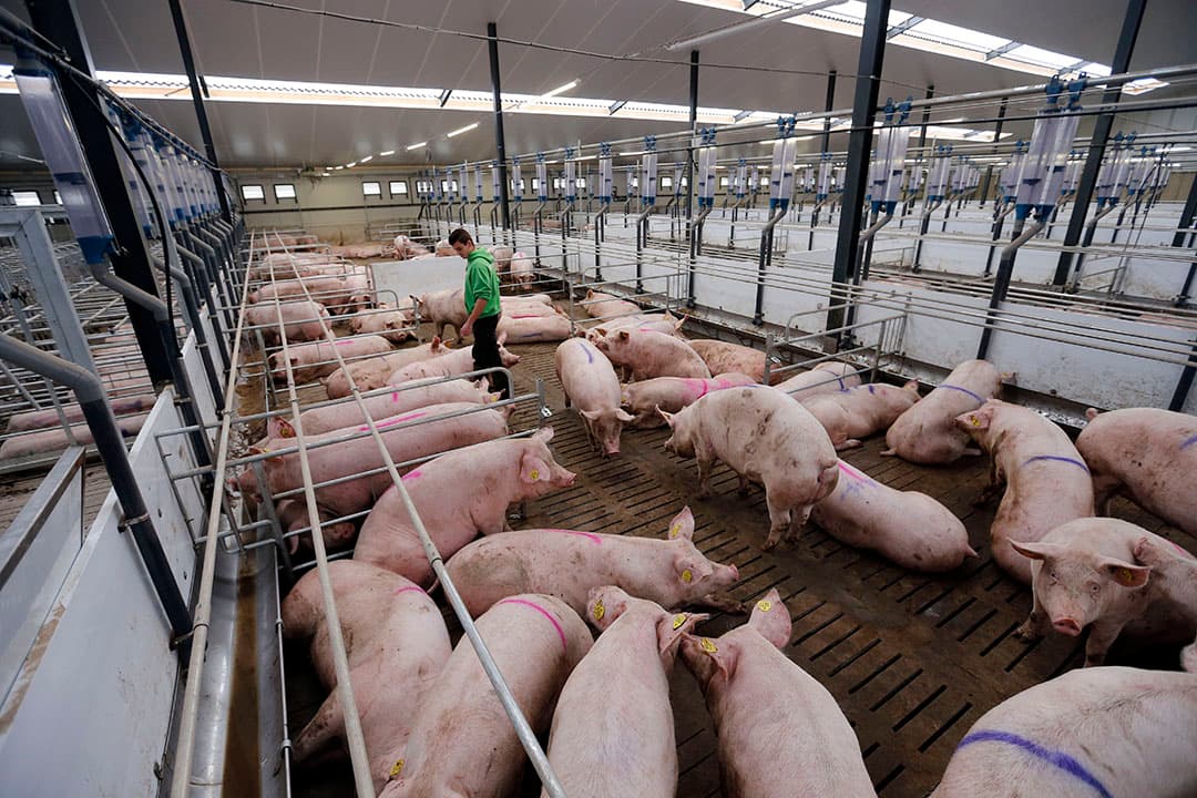 Aansturen van groot, complex varkensbedrijf vergt specfieke competenties van de ondernemer. - Foto: Bert Jansen