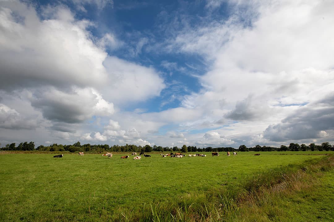 Foto: Anne van der Woude